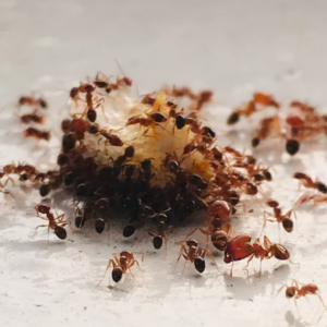 Ants
