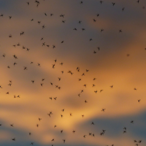 Mosquito