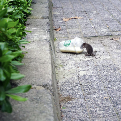 Rodent control Rat exterminator
